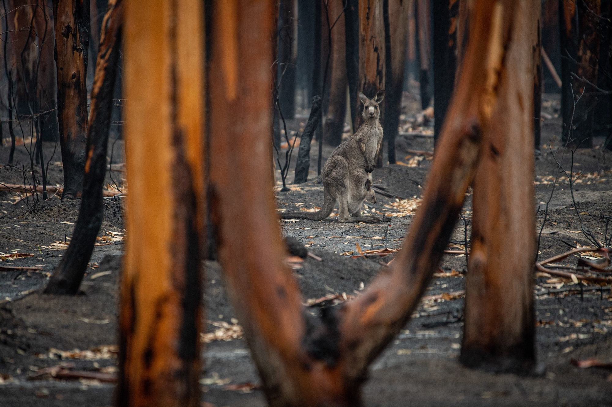Bushfire Kangaroo